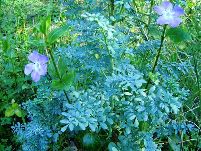 condominio - Vinca major